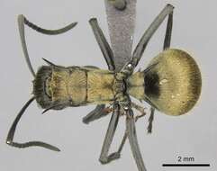 صورة Polyrhachis militaris (Fabricius 1782)