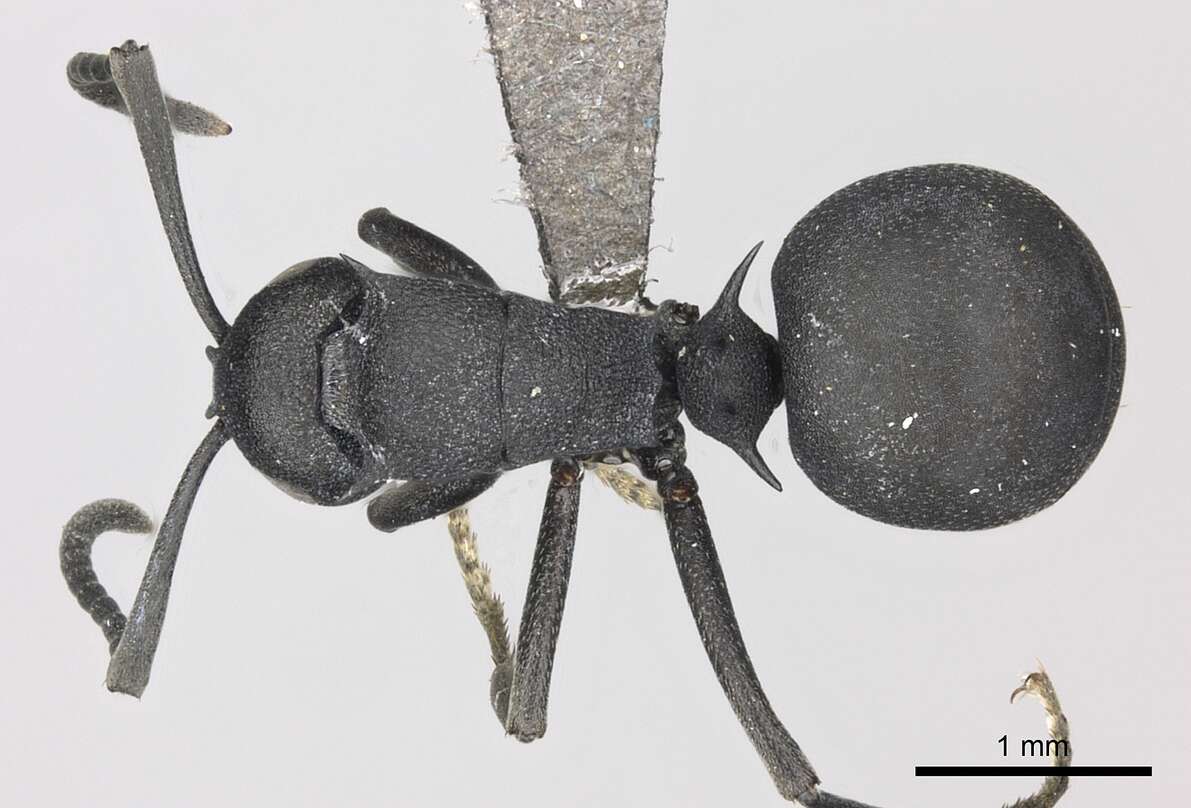 Image of Polyrhachis viscosa Smith 1858