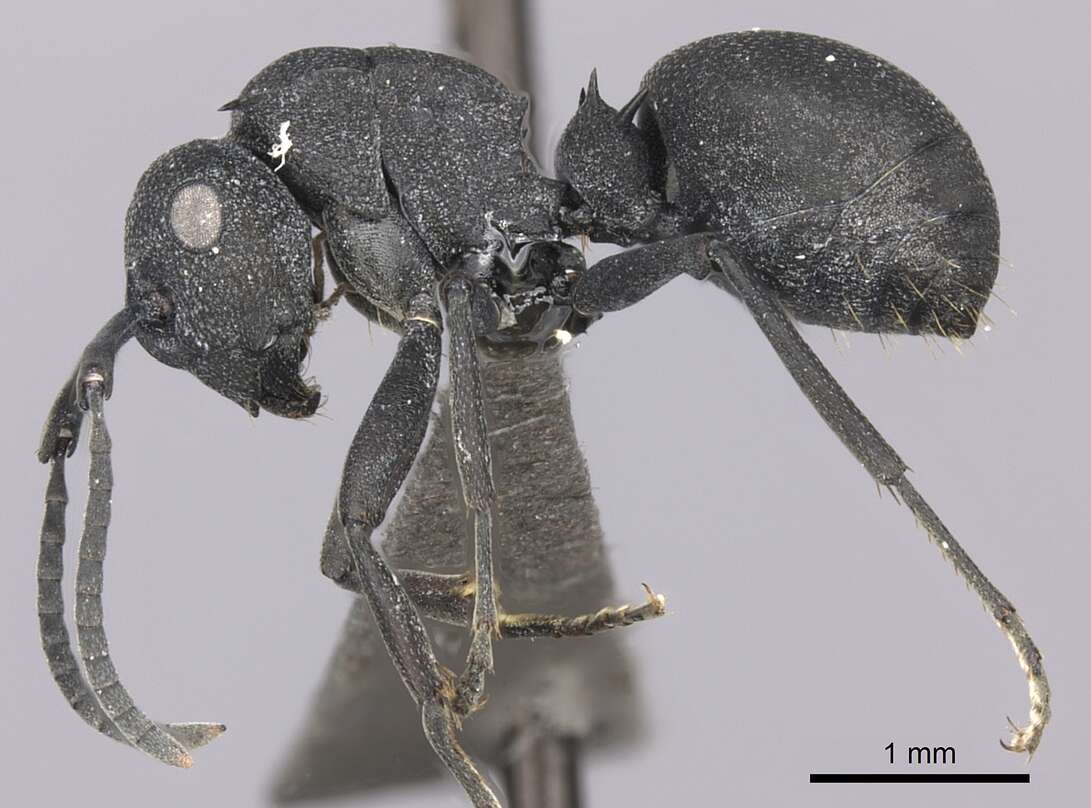 Image of Polyrhachis viscosa Smith 1858