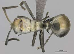 Image of Polyrhachis schlueteri Forel 1886