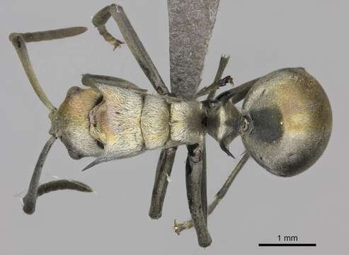 Image of Silver Spiny Sugar Ant