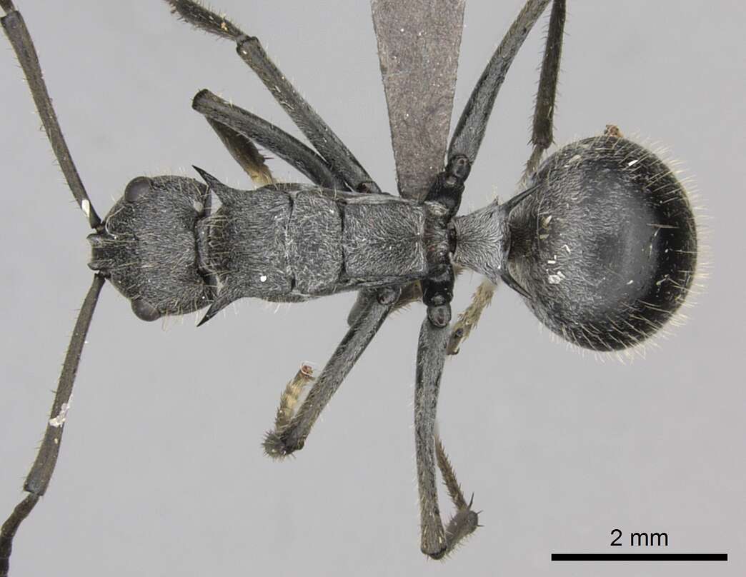 Image of Polyrhachis schistacea (Gerstaecker 1859)