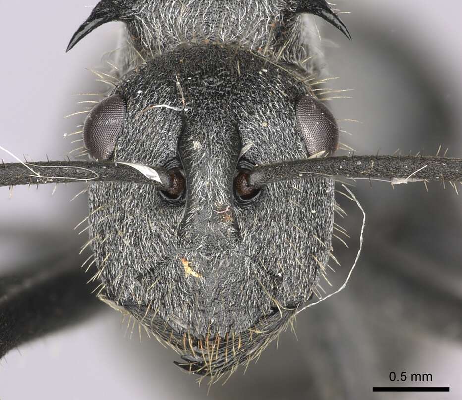 Image of Polyrhachis schistacea (Gerstaecker 1859)