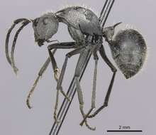 Image of Polyrhachis schistacea (Gerstaecker 1859)