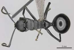 Image de Polyrhachis