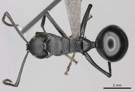 Image of Polyrhachis