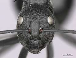 Image de Polyrhachis