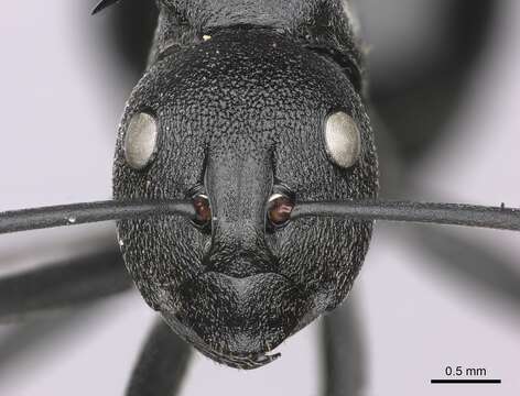 Image of Spiny Ants