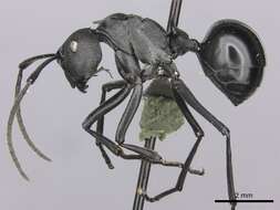 Image de Polyrhachis