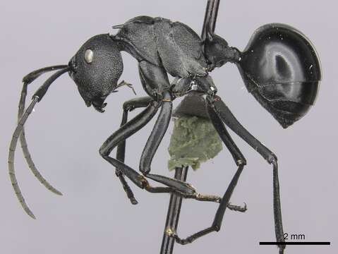 Image of Spiny Ants