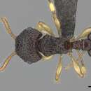 Image of Pristomyrmex cribrarius Arnold 1926