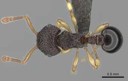 Image of Pristomyrmex cribrarius Arnold 1926