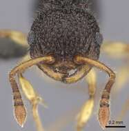 Image of Pristomyrmex cribrarius Arnold 1926