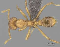 Image of Strumigenys ludovici
