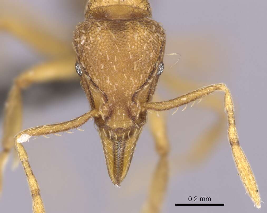 Image of Strumigenys ludovici
