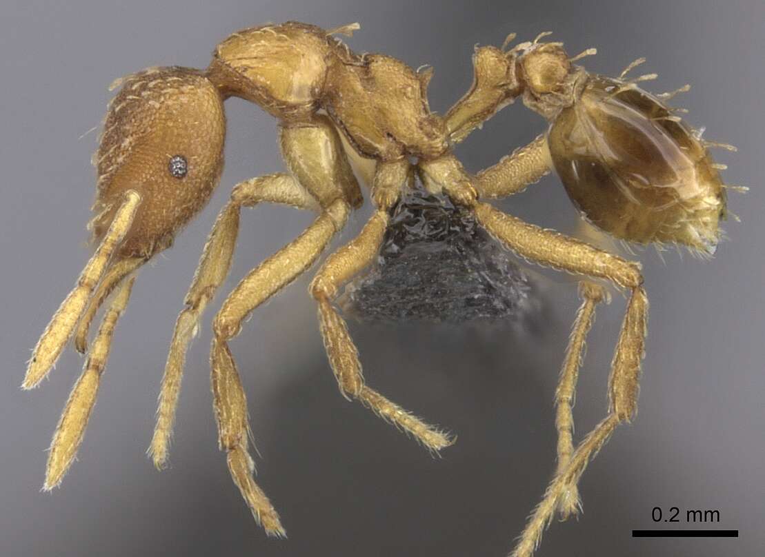 Image of Strumigenys ludovici