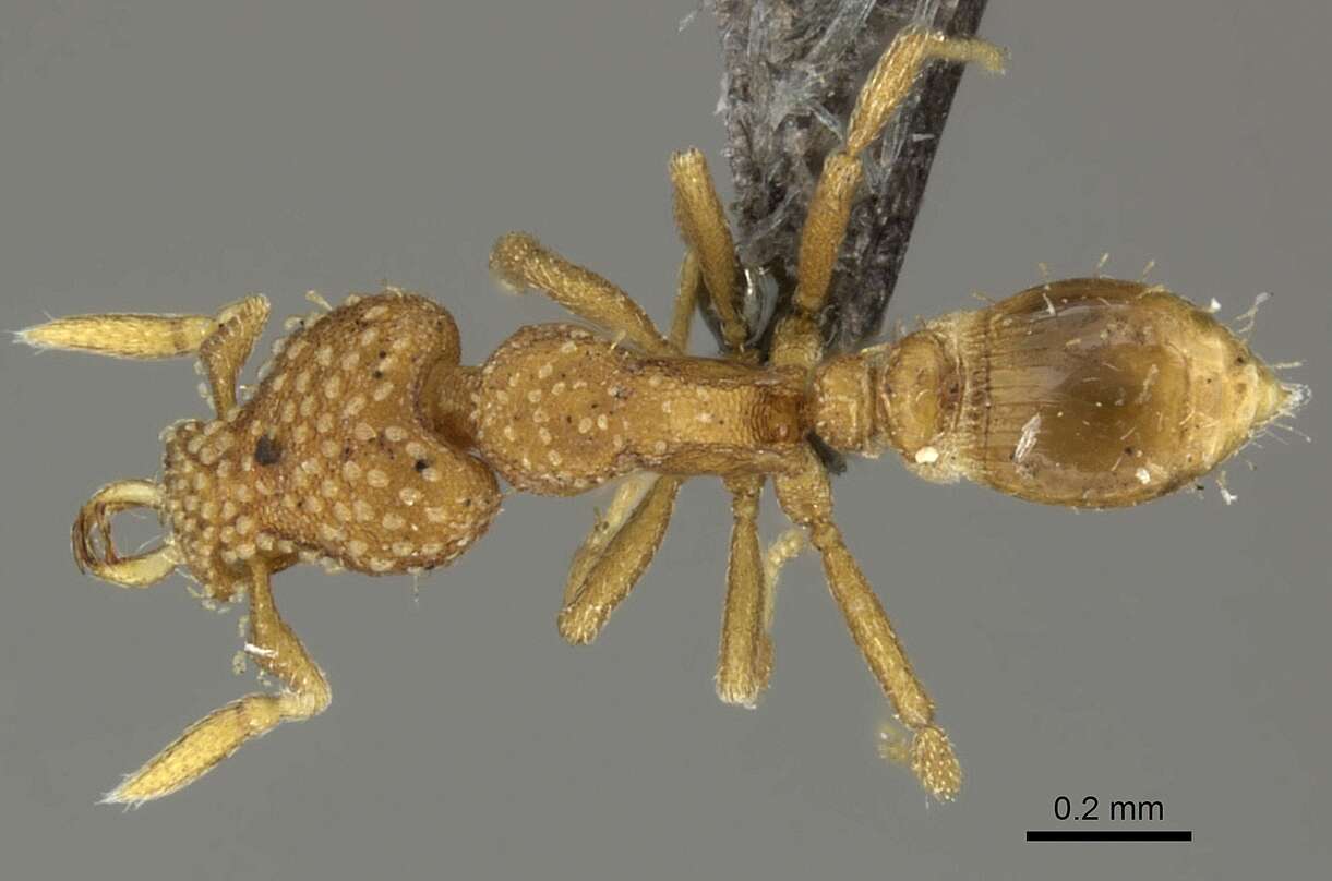 Image of Strumigenys emmae