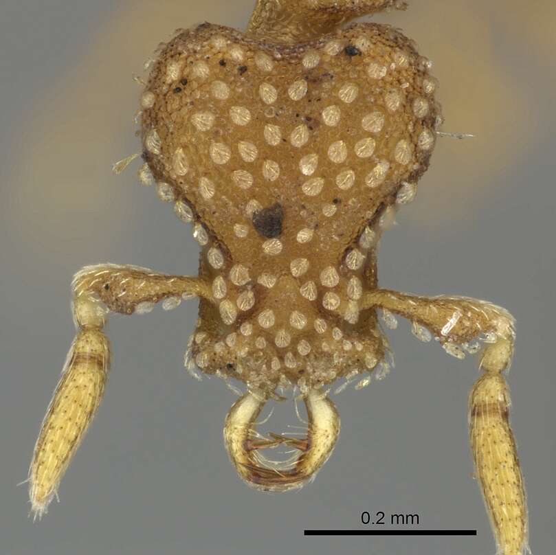 Image of Strumigenys emmae