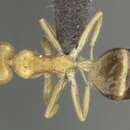 Image of Technomyrmex arnoldinus Forel 1913