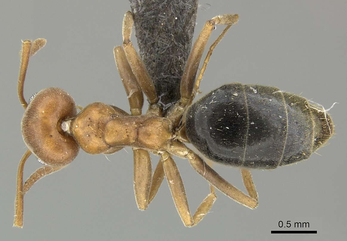 Image of Technomyrmex hostilis