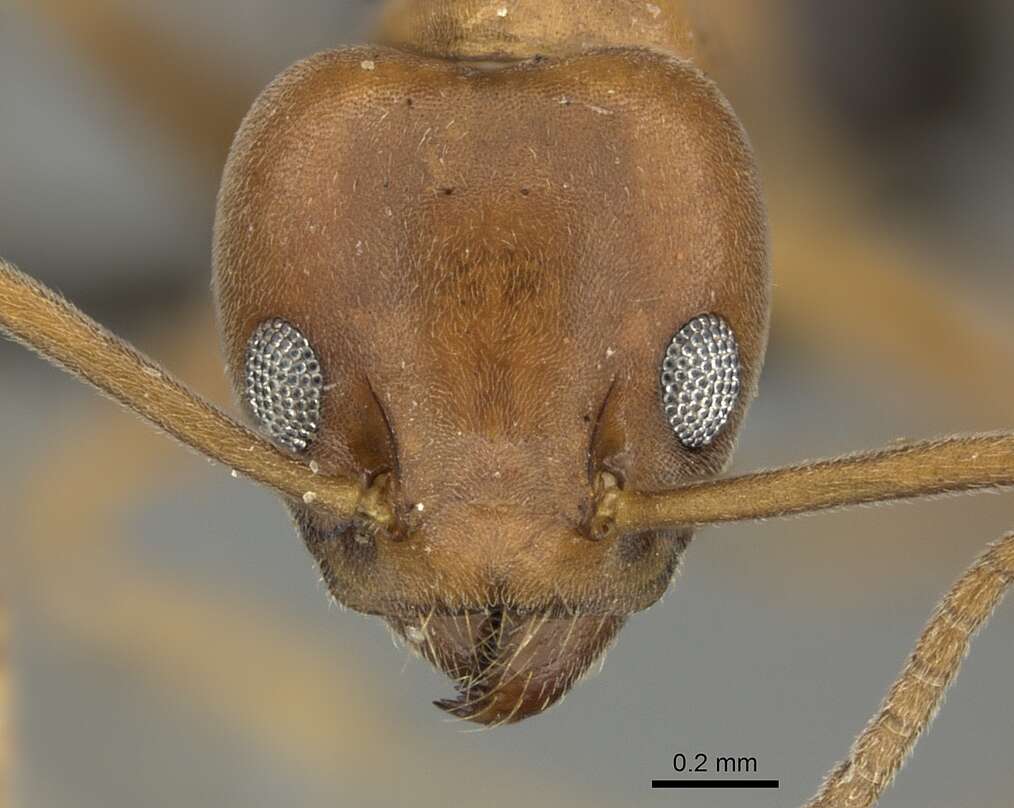 Image of Technomyrmex hostilis