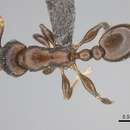 Image of Tetramorium jauresi Forel 1914