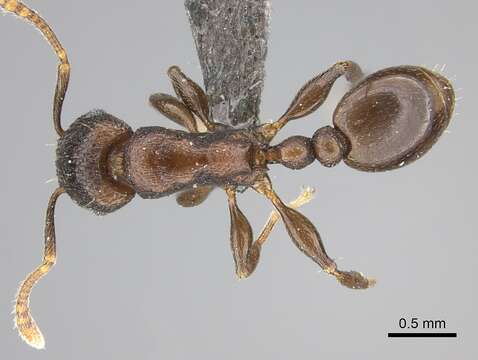 Image of Tetramorium jauresi Forel 1914