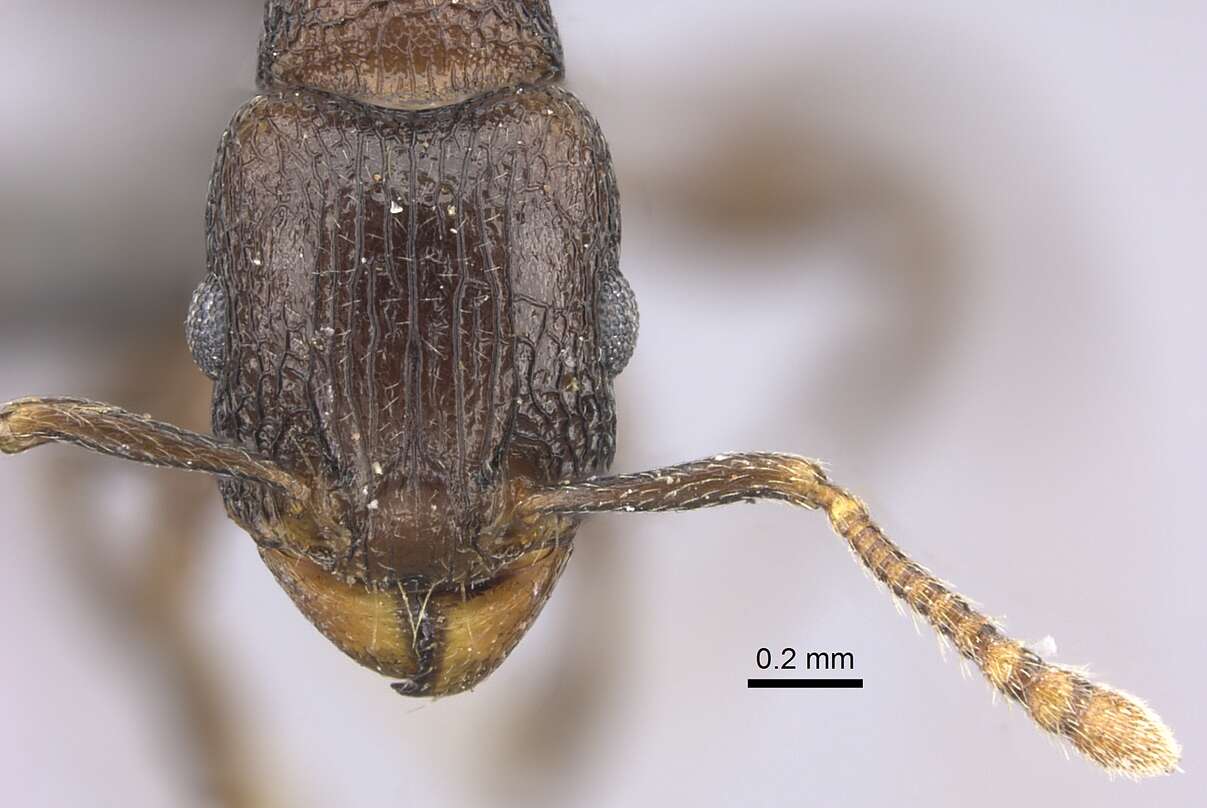 Image of Tetramorium jauresi Forel 1914