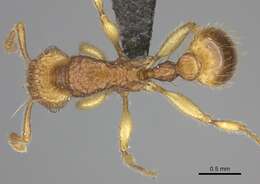 Image of Tetramorium phasias Forel 1914