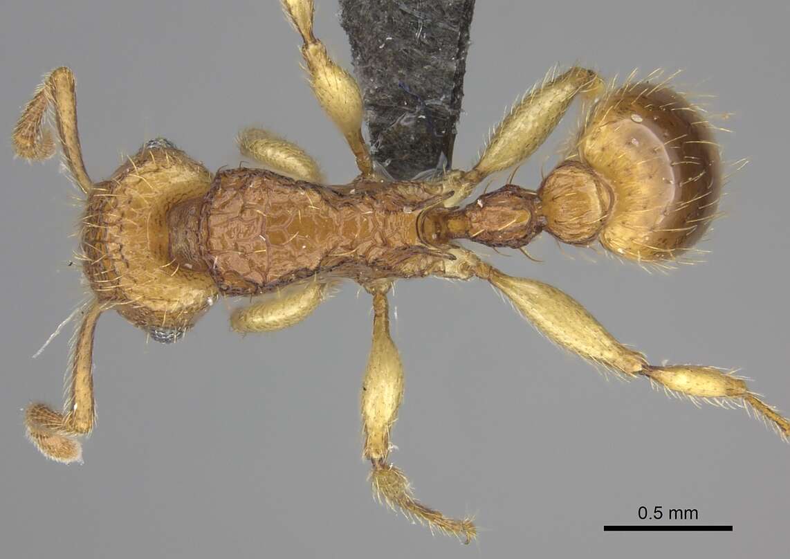 Image of Tetramorium phasias Forel 1914