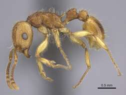 Image of Tetramorium phasias Forel 1914