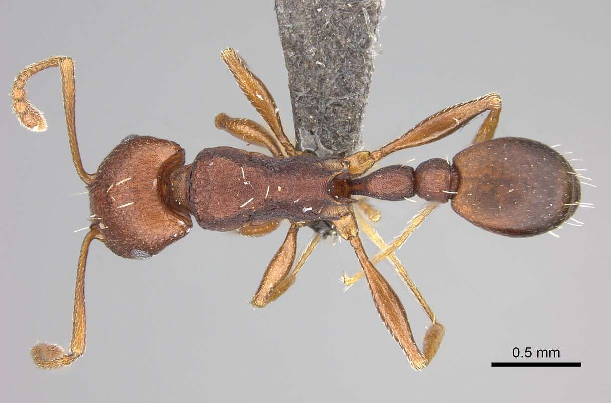 Image of Tetramorium