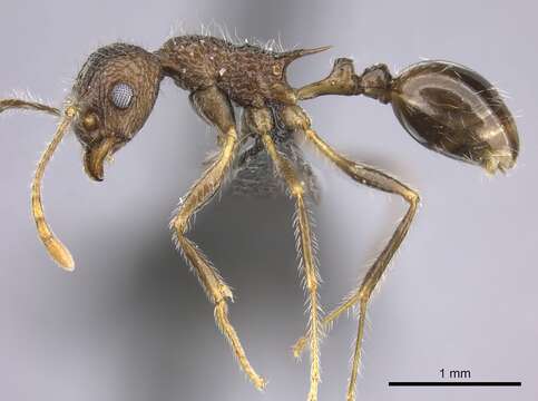 Image of Tetramorium aculeatum (Mayr 1866)