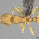 Image of Tetramorium rhetidum Bolton 1980