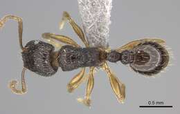 Image of Tetramorium altivagans Santschi 1914