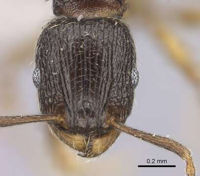 Image of Tetramorium altivagans Santschi 1914