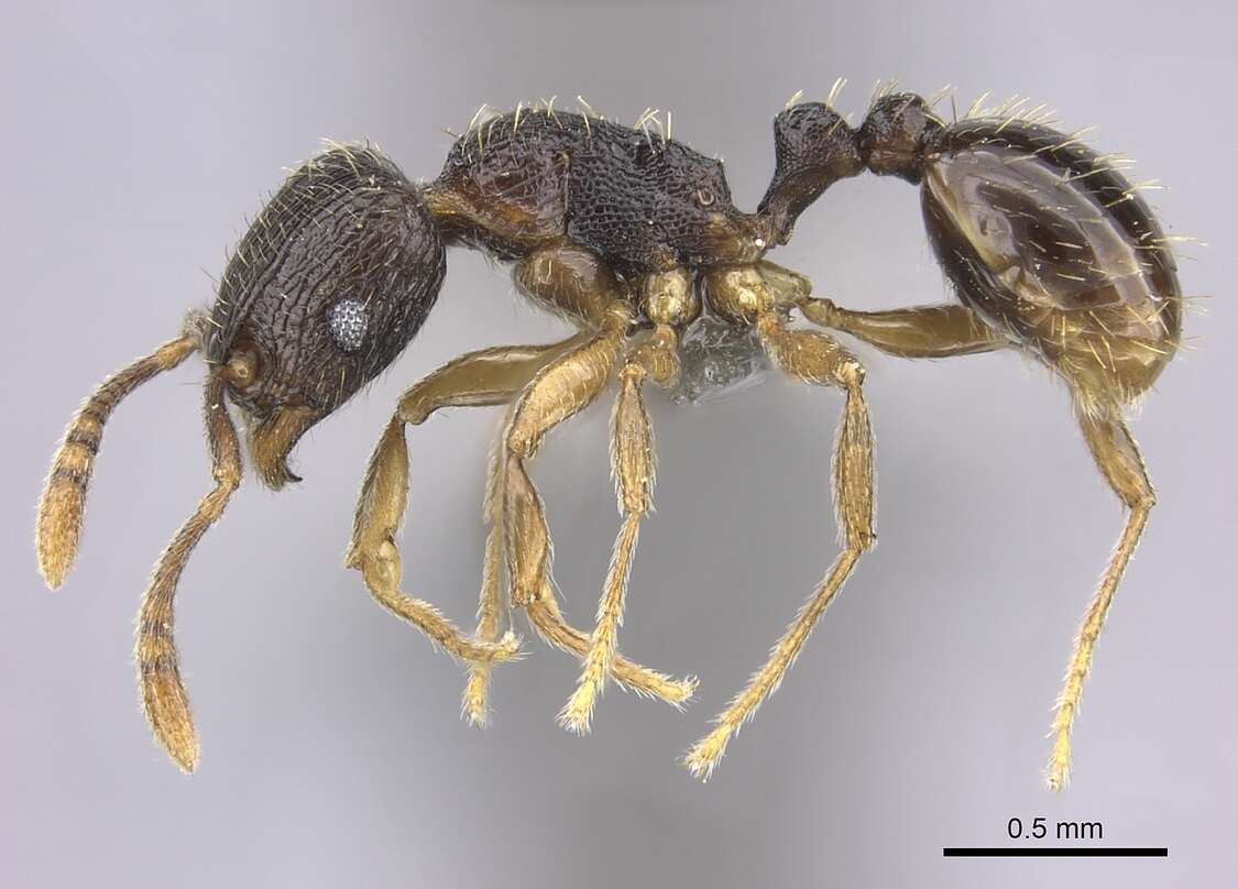 Image of Tetramorium altivagans Santschi 1914