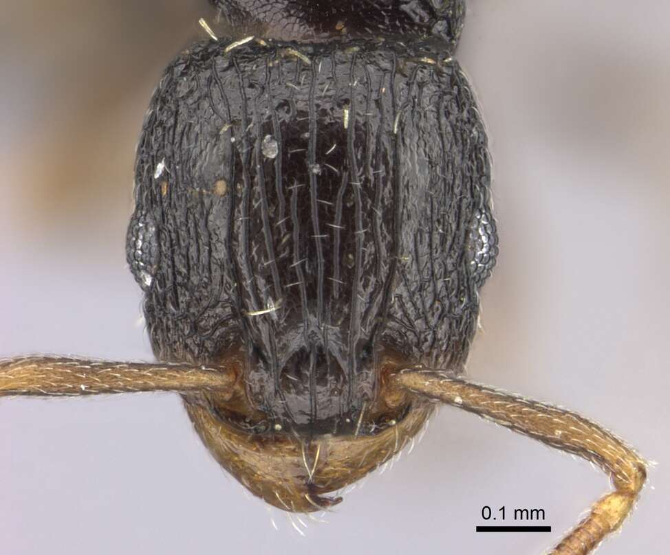 Image of Tetramorium anxium Santschi 1914