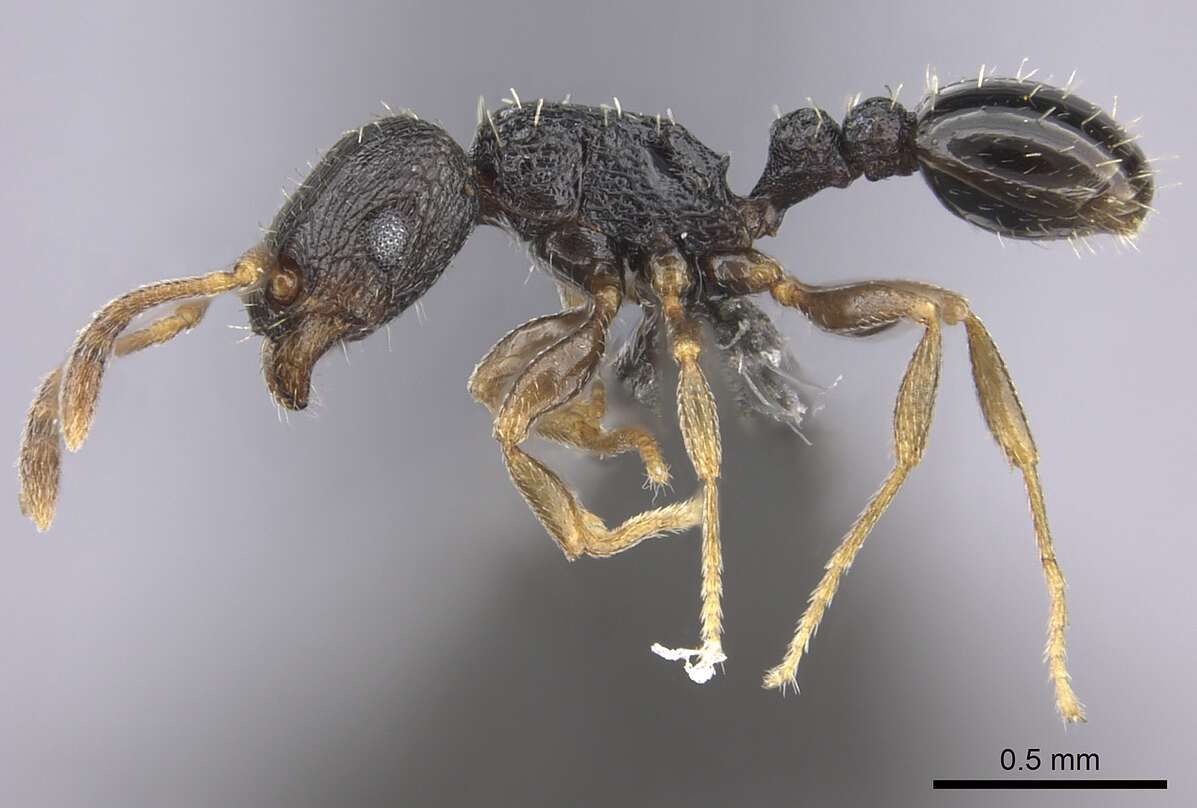 Image of Tetramorium anxium Santschi 1914