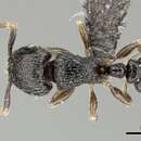 Image of Tetramorium chloe (Santschi 1920)