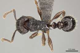 Image of Tetramorium weitzeckeri Emery 1895