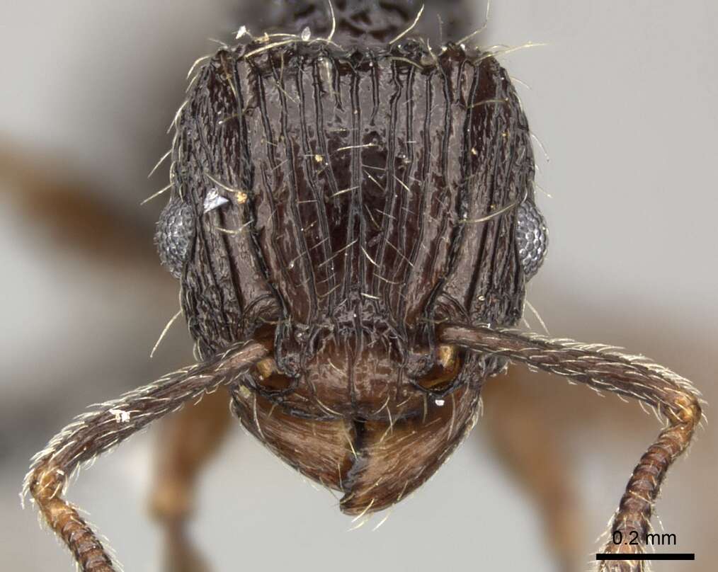 Image of Tetramorium weitzeckeri Emery 1895