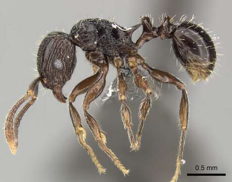 Image of Tetramorium weitzeckeri Emery 1895