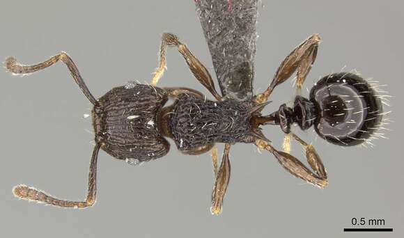 Image of Tetramorium weitzeckeri Emery 1895