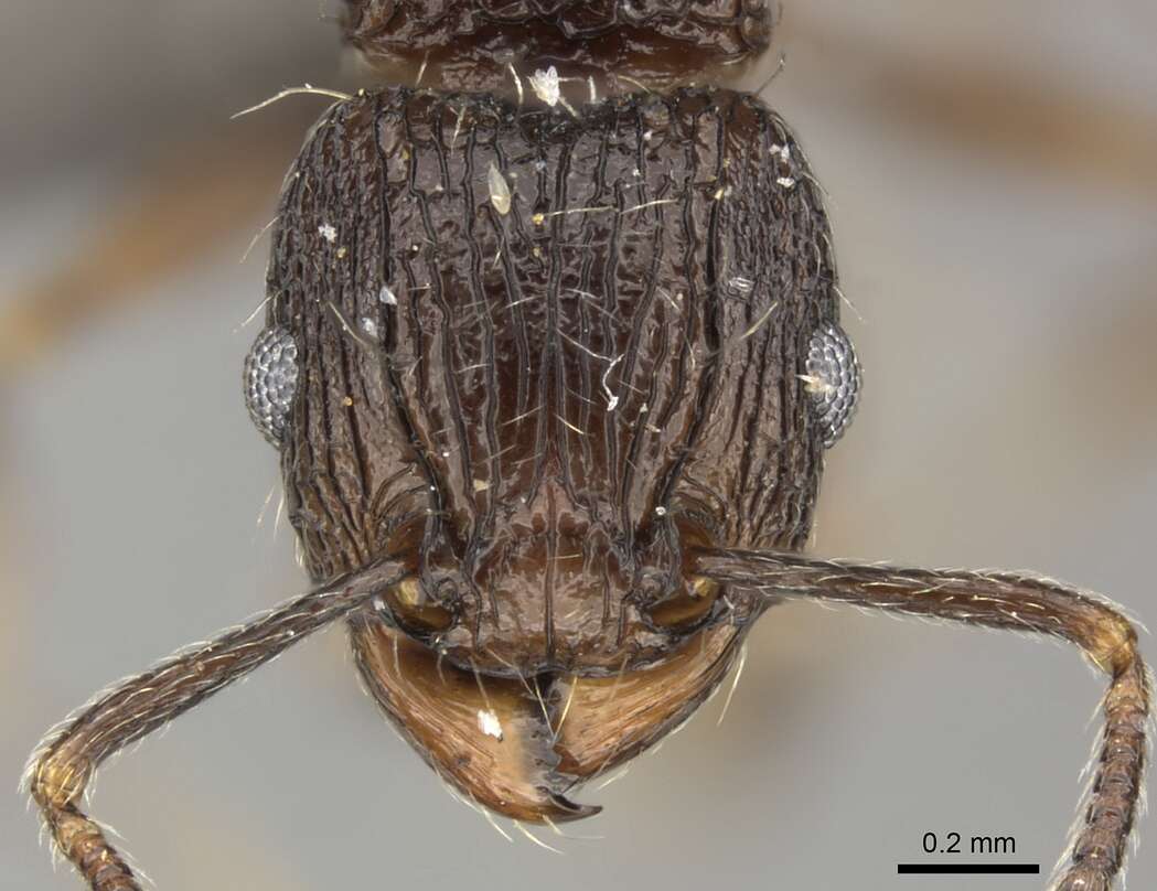 Image of Tetramorium weitzeckeri Emery 1895