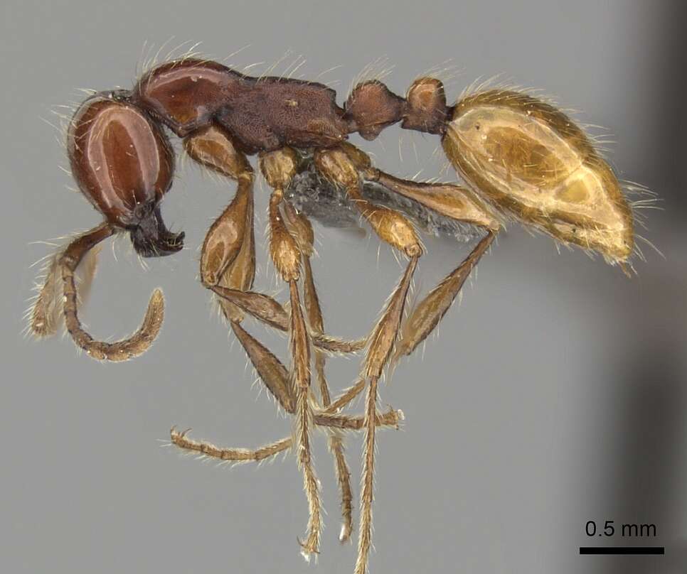 Image of Aenictus eugenii Emery 1895