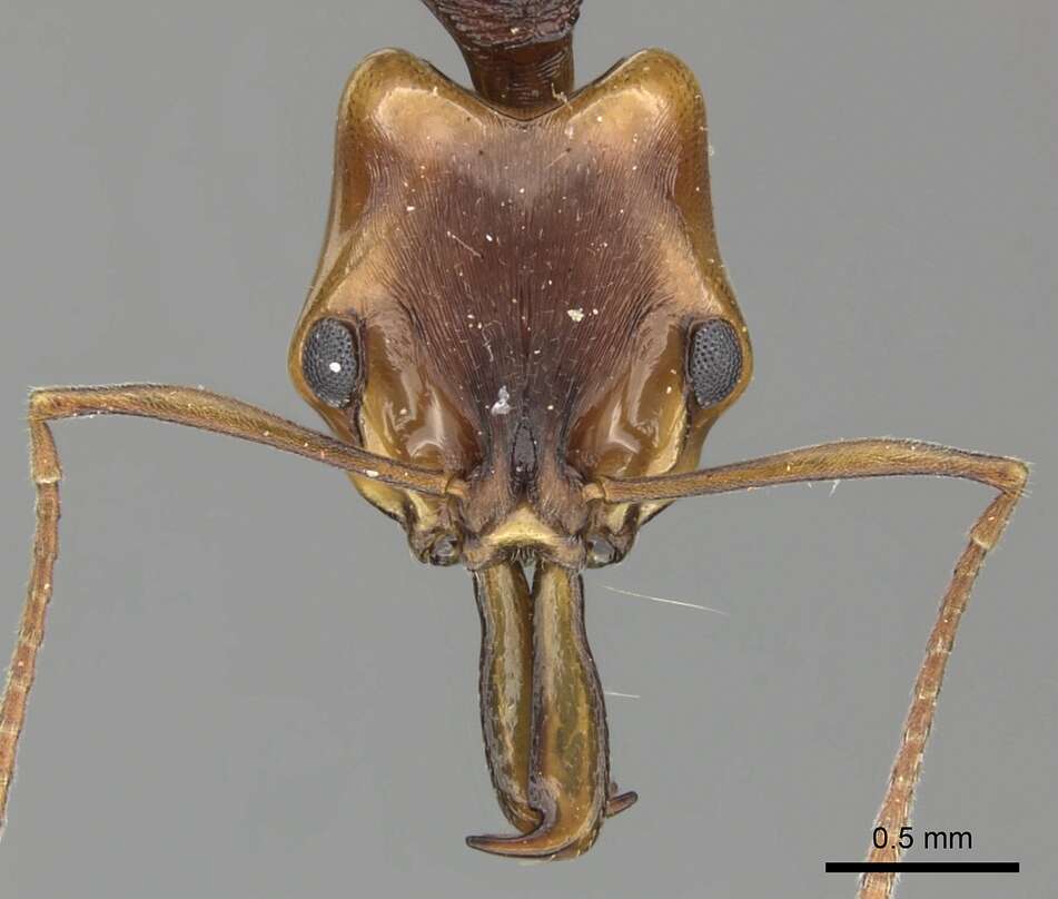 Image of Anochetus natalensis Arnold 1926