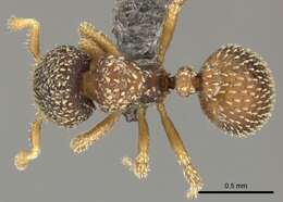 Image of Calyptomyrmex foreli Emery 1915