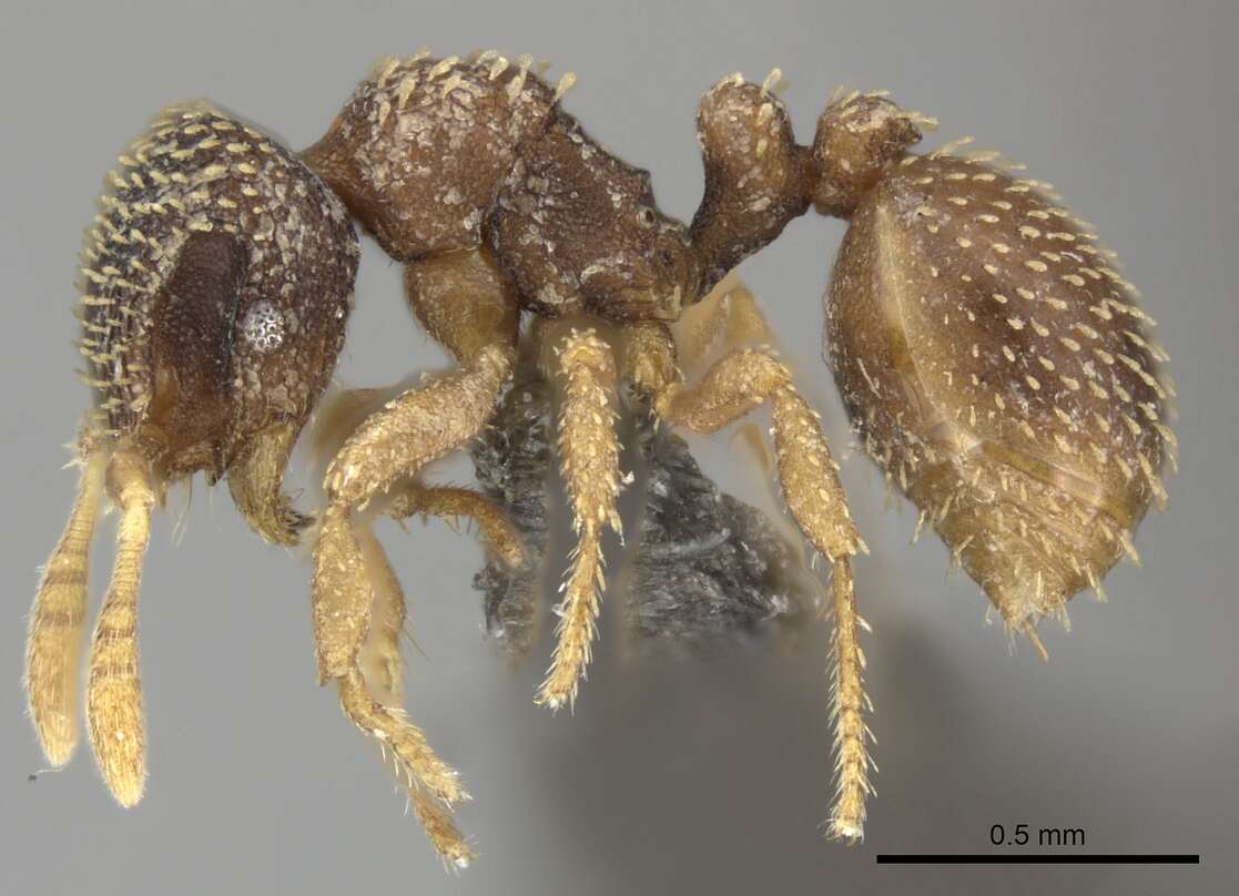 Image of Calyptomyrmex foreli Emery 1915