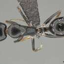 Image of Camponotus aequitas Santschi 1920